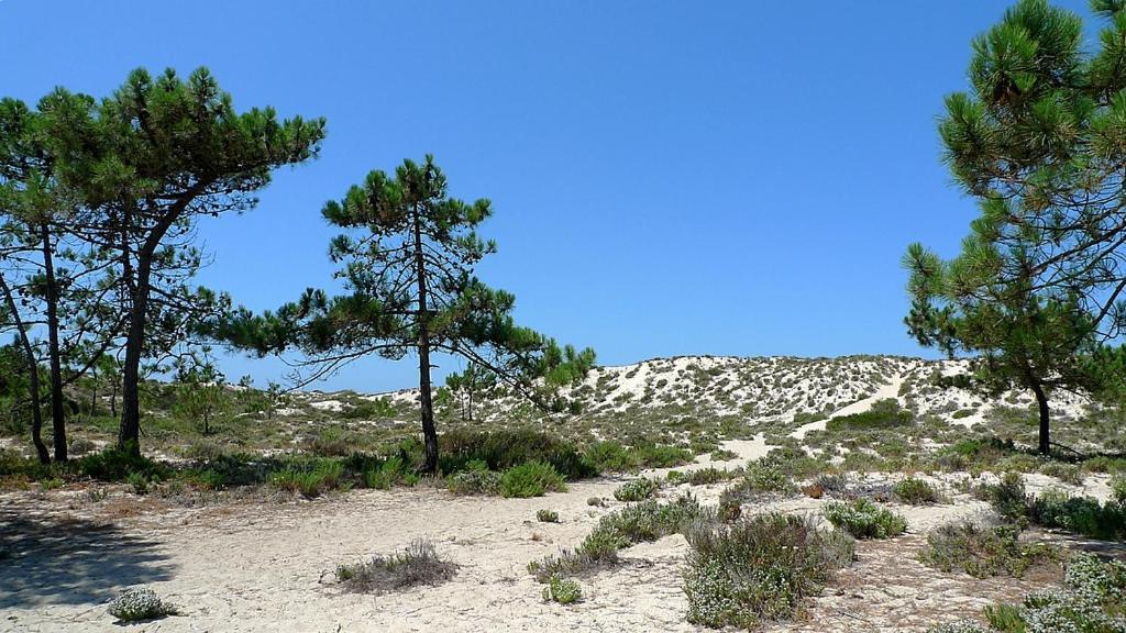 Comporta Beach House Dış mekan fotoğraf